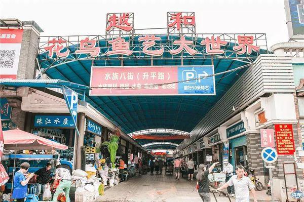 米乐m6官网登录入口中国十大花鸟鱼虫批发市场盘点 去哪里买花鸟鱼虫更便宜？